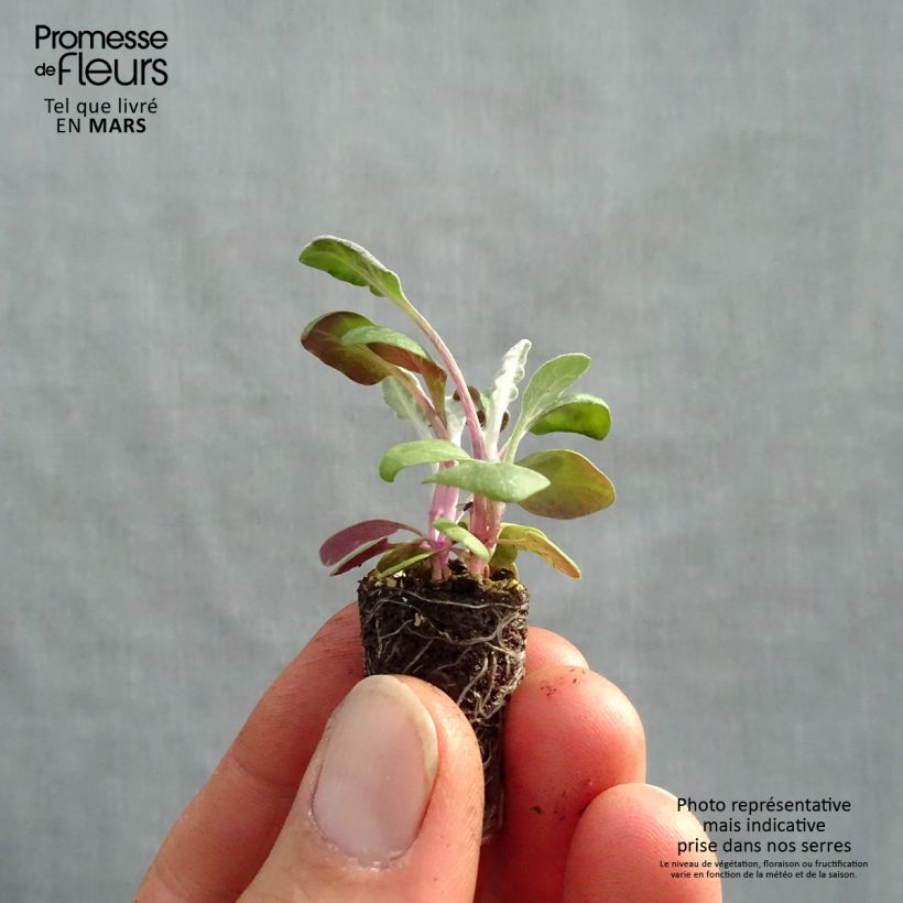 Exemplar von Senecio cineraria Silver Dust - Kreuzkraut Mini-Plug Ø 1,5/2,5 cm wie im Frühjahr geliefert