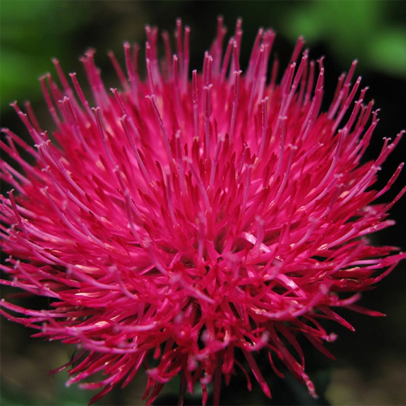 Cirsium japonicum Rose Beauty - Japanische Kratzdistel (Flowering)