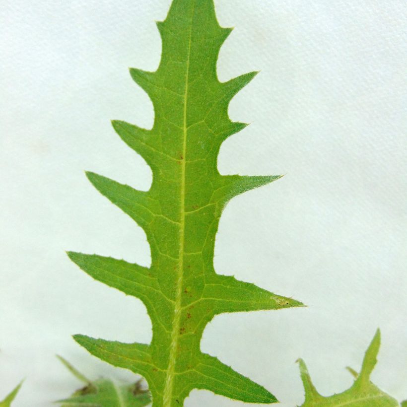 Cirsium rivulare Atropurpureum - Bach-Kratzdistel (Foliage)