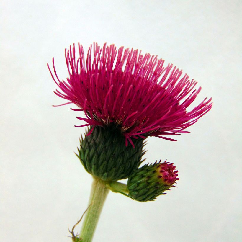 Cirsium rivulare Atropurpureum - Bach-Kratzdistel (Flowering)