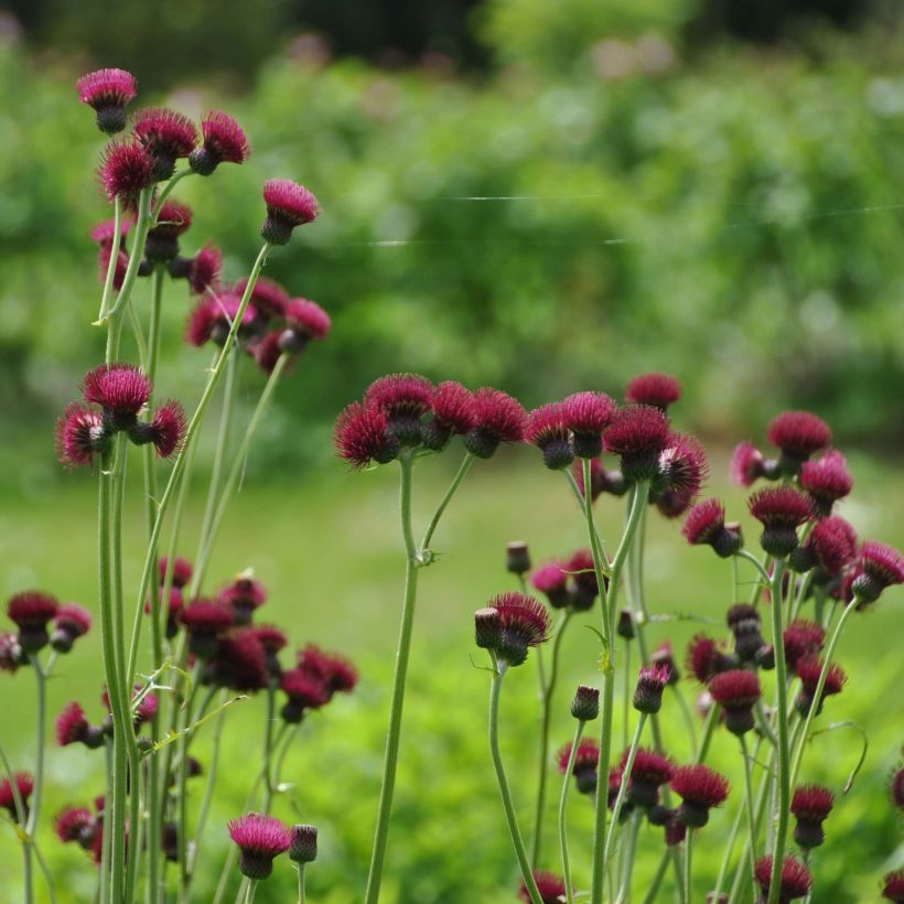 Cirsium rivulare Atropurpureum - Bach-Kratzdistel (Plant habit)