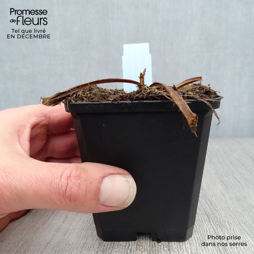 Exemplar von Cirsium rivulare Atropurpureum - Bach-Kratzdistel Kleine Töpfe von 8/9 cm wie im Winter geliefert