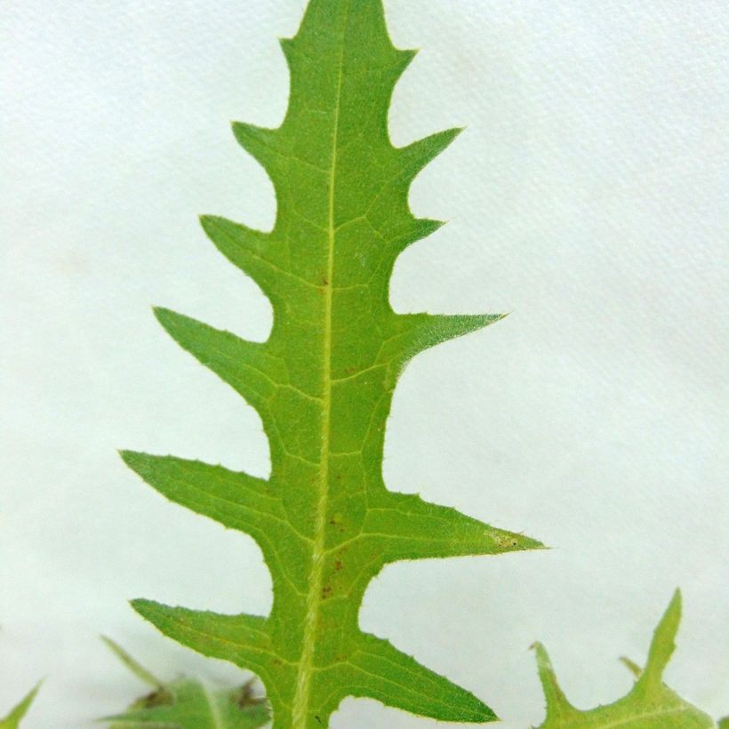 Cirsium rivulare Frosted Magic - Bach-Kratzdistel (Foliage)