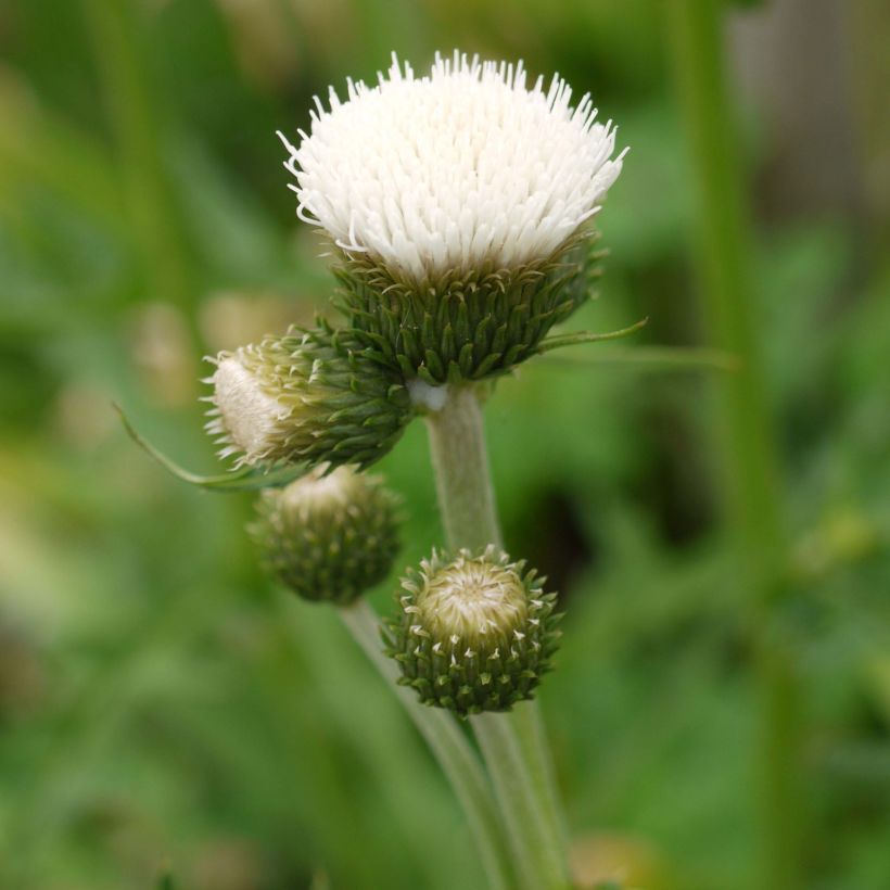 Cirsium rivulare Frosted Magic - Bach-Kratzdistel (Flowering)