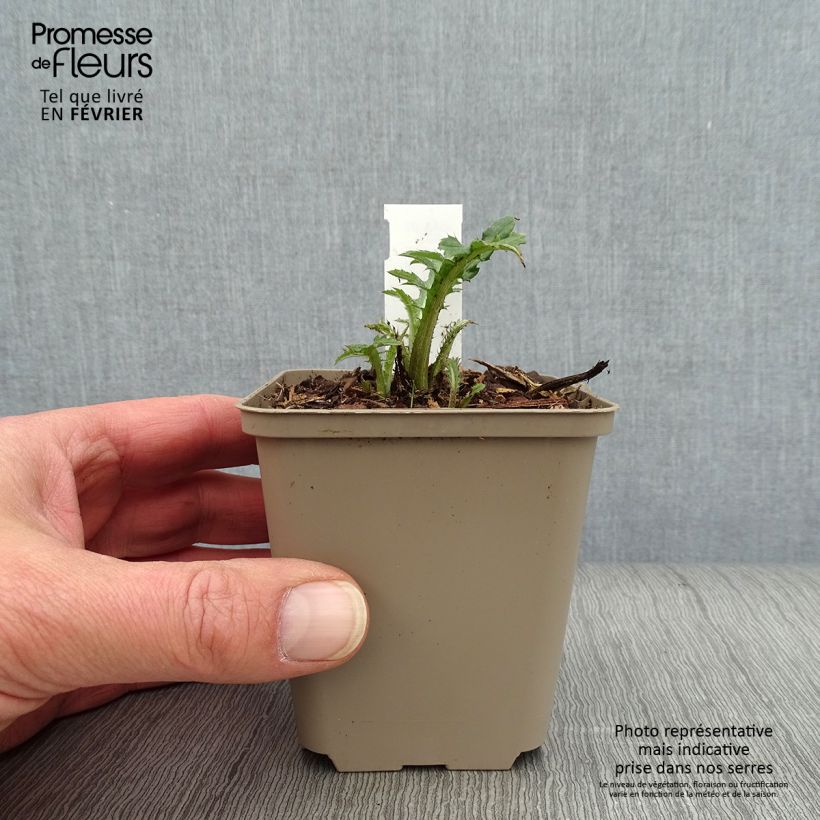 Exemplar von Cirsium rivulare Frosted Magic - Bach-Kratzdistel Kleine Töpfe von 8/9 cm wie im Winter geliefert