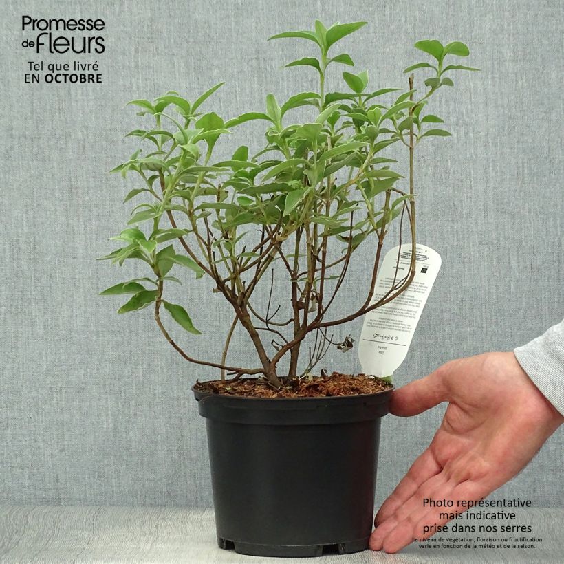 Example of Zistrose Silver Pink - Cistus argenteus Topf mit 2L/3L as you get in automne
