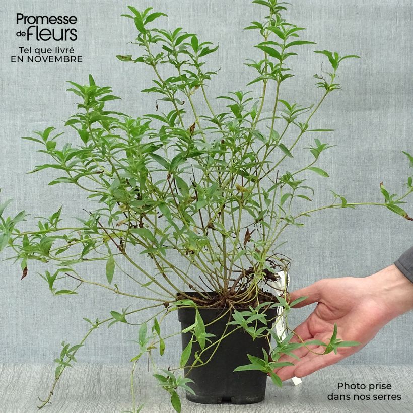Example of Zistrose Decumbens - Cistus lusitanicus Topf mit 2L/3L as you get in automne