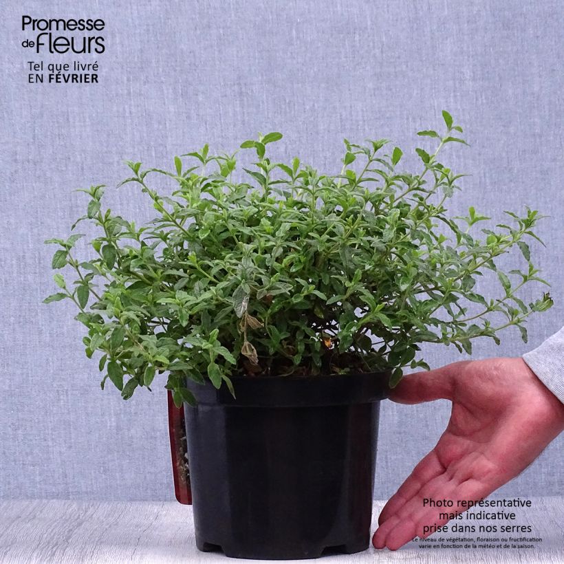 Example of Cistus obtusifolius - Zistrose Topf mit 2L/3L as you get in automne
