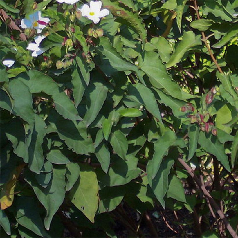Pappelblättrige Zistrose - Cistus populifolius (Foliage)