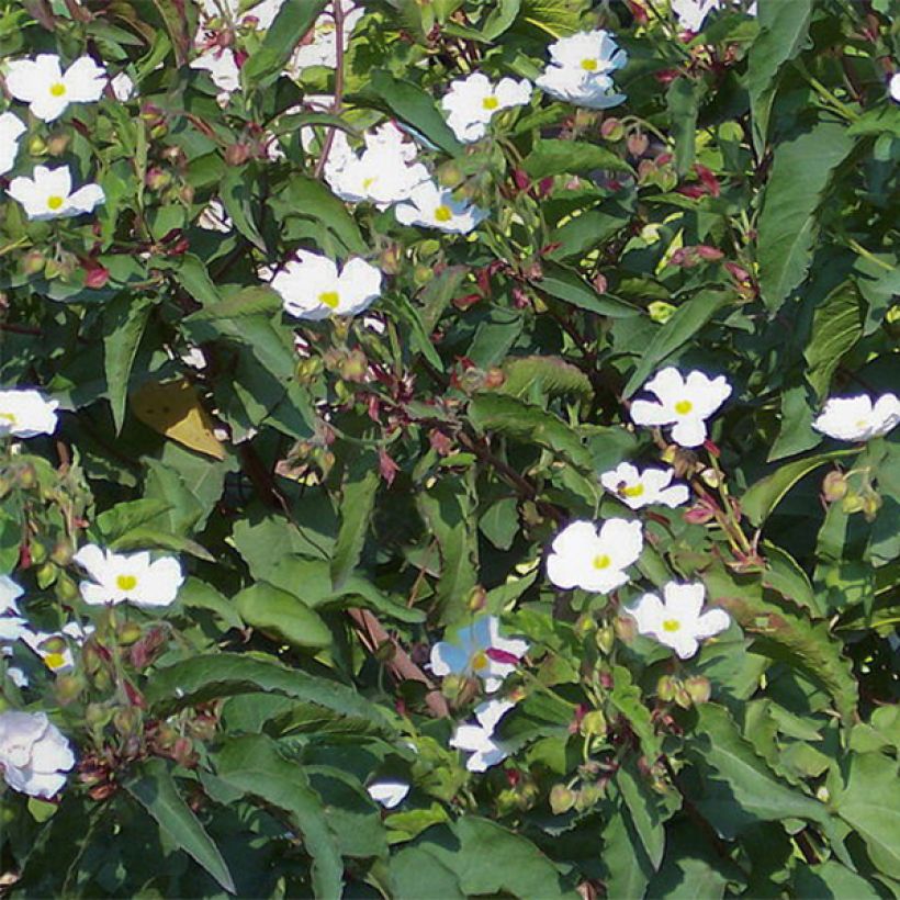 Pappelblättrige Zistrose - Cistus populifolius (Flowering)