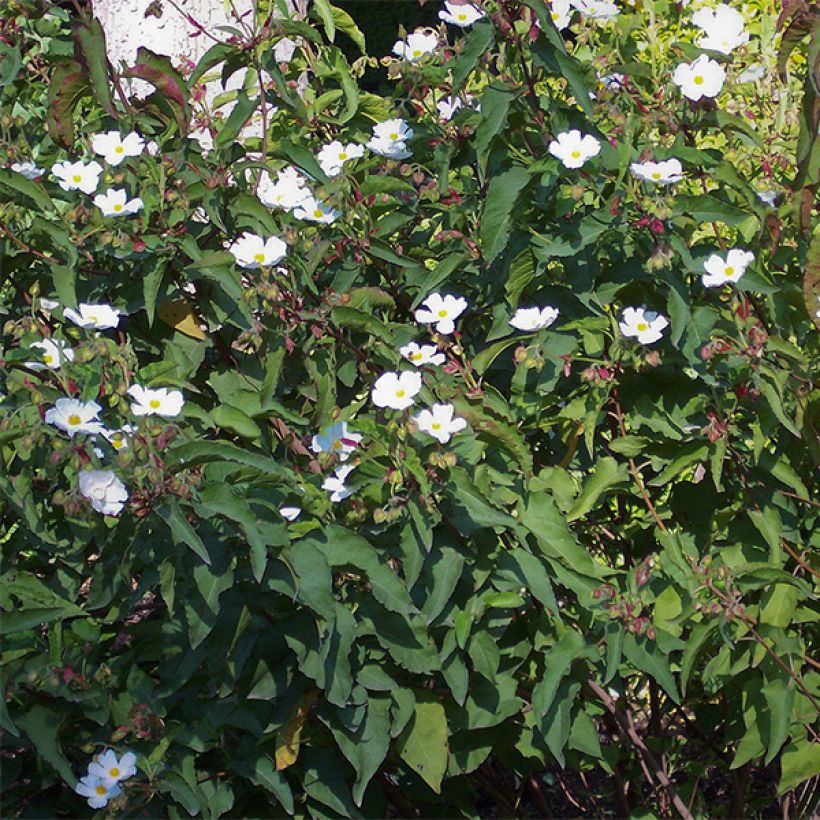 Pappelblättrige Zistrose - Cistus populifolius (Plant habit)