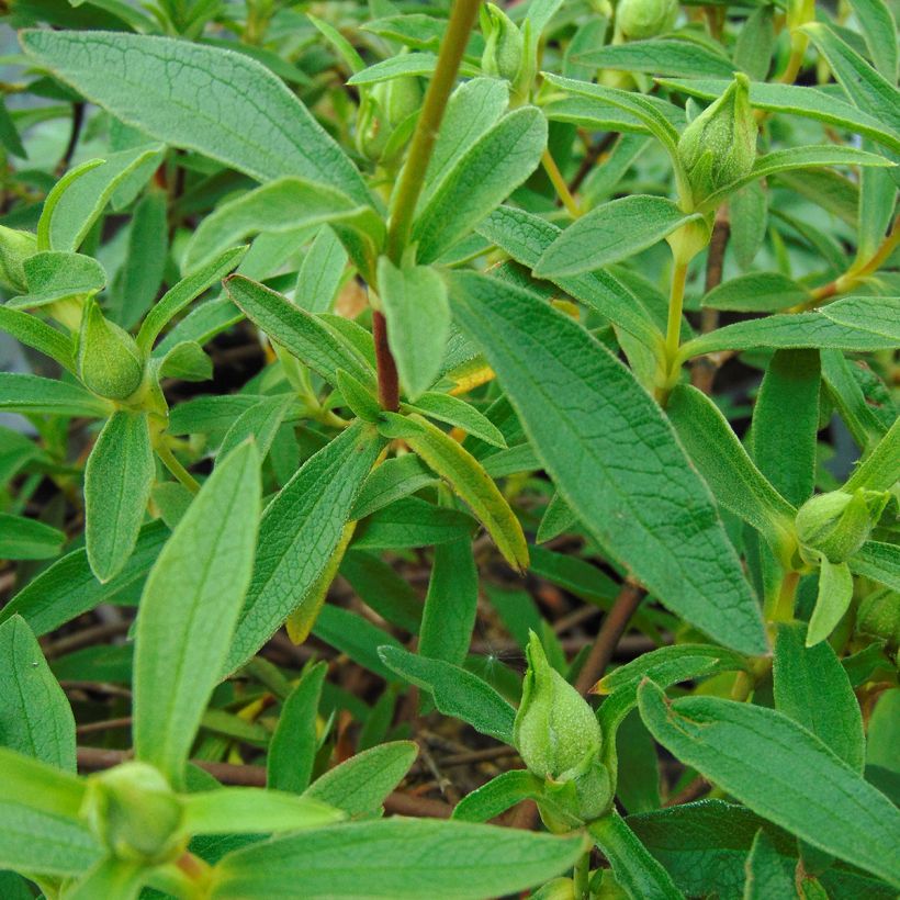 Zistrose Alan Fradd - Cistus purpureus (Foliage)