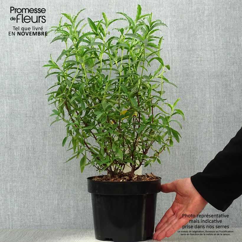 Example of Zistrose Alan Fradd - Cistus purpureus Topf mit 2L/3L as you get in automne