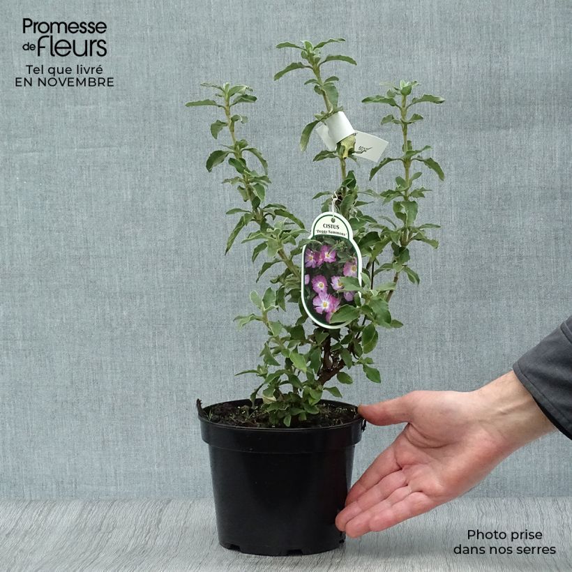 Example of Zistrose Peggy Sammons - Cistus argenteus Topf mit 2L/3L as you get in automne