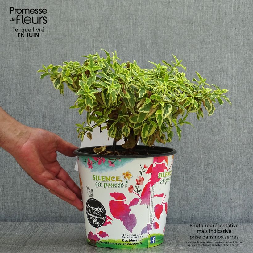 Example of Zistrose Little Miss Sunshine - Cistus corbariensis Topf mit 4L/5L as you get in ete