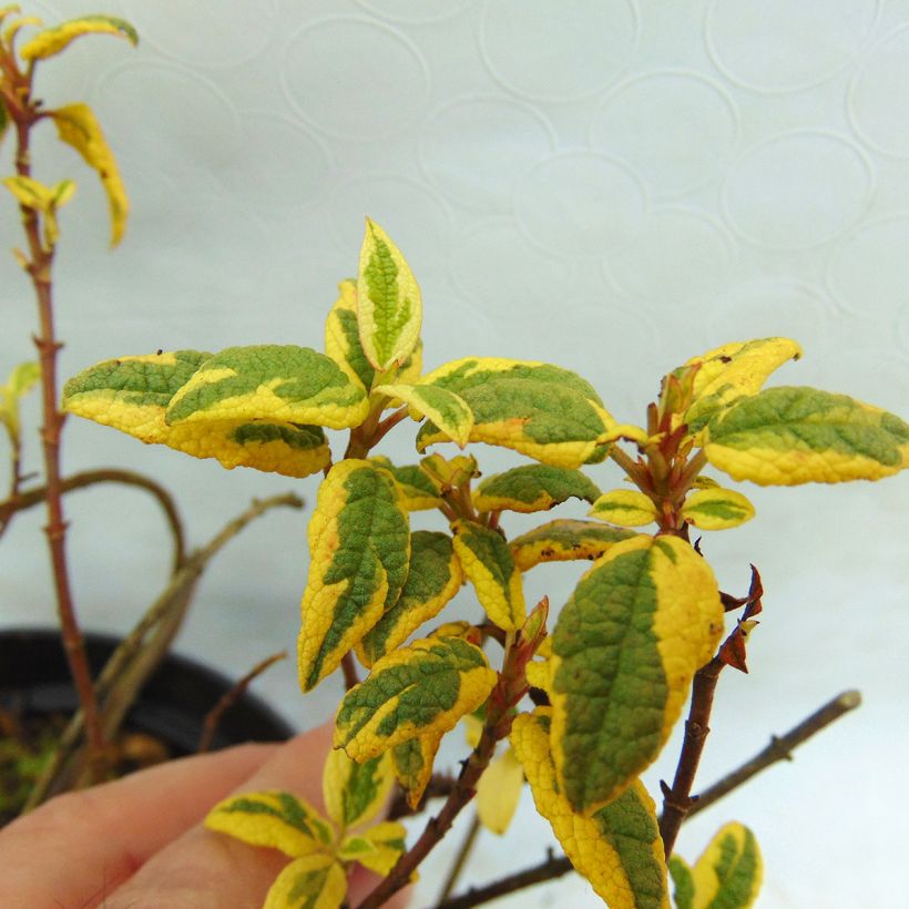 Zistrose Rospico - Cistus corbariensis (Foliage)