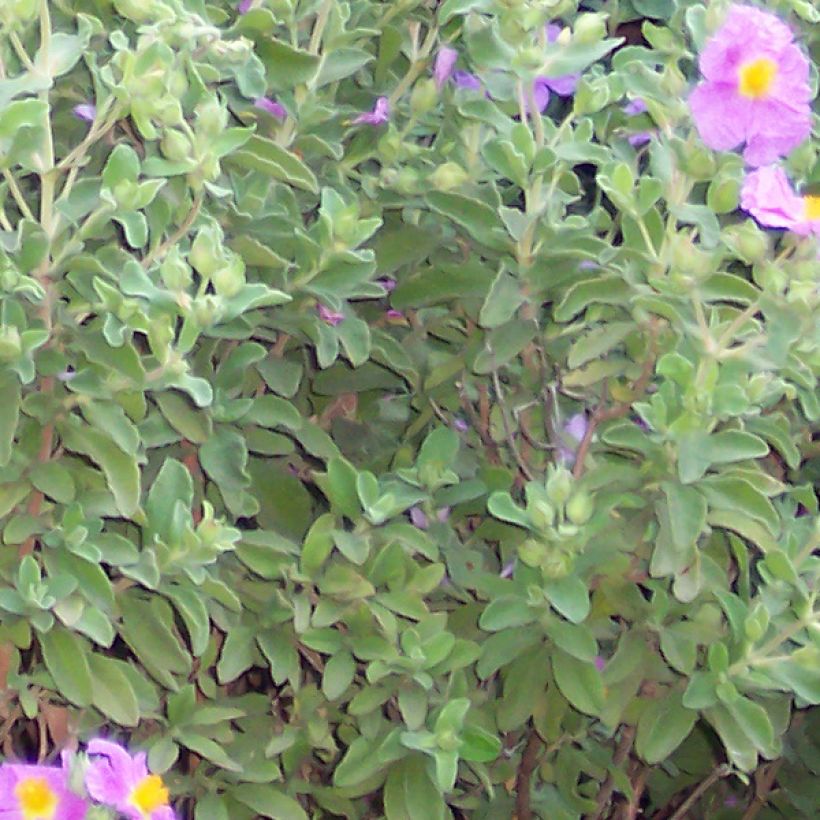 Kretische Zistrose - Cistus creticus (Foliage)