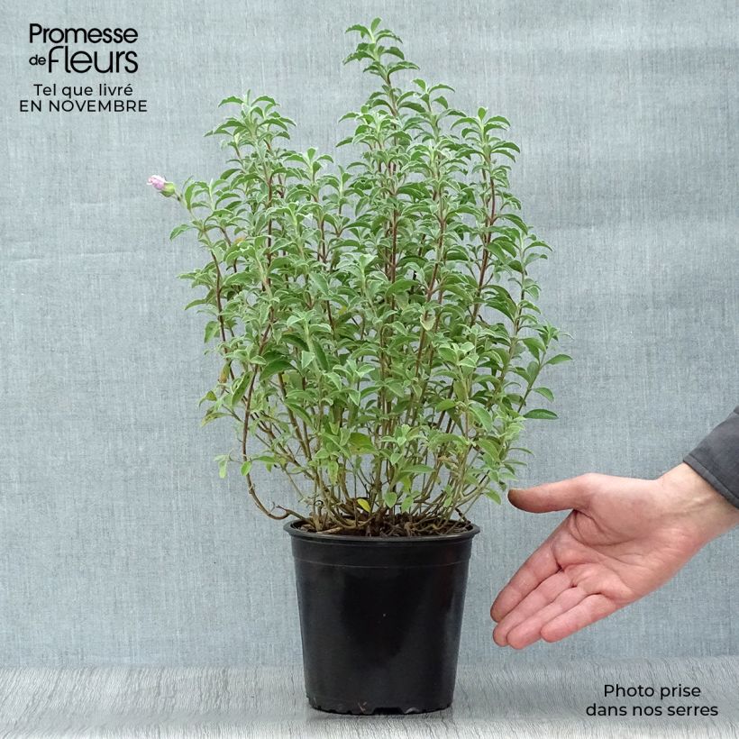 Example of Kretische Zistrose - Cistus creticus Topf mit 3L/4L as you get in automne