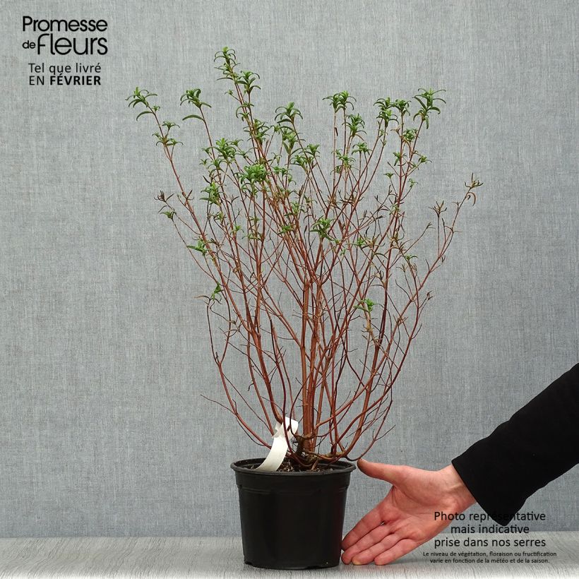 Exemplar von Montpellier-Zistrose - Cistus monspeliensis Topf mit 2L/3L wie im Winter geliefert