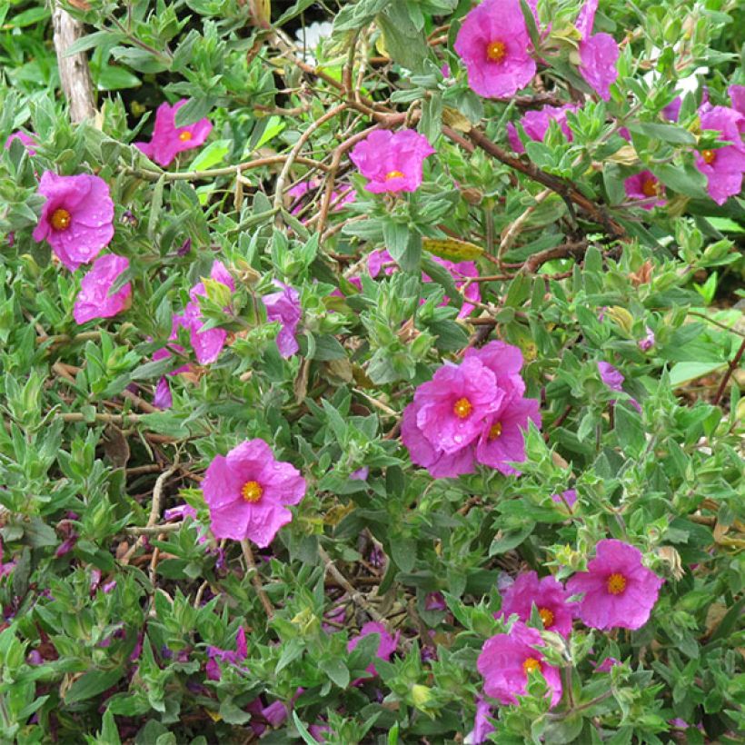 Zistrose - Cistus pulverulentus (Flowering)