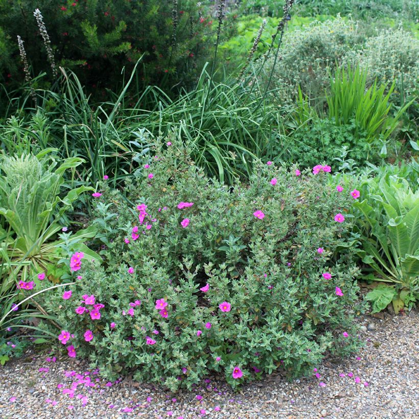 Zistrose - Cistus pulverulentus (Plant habit)