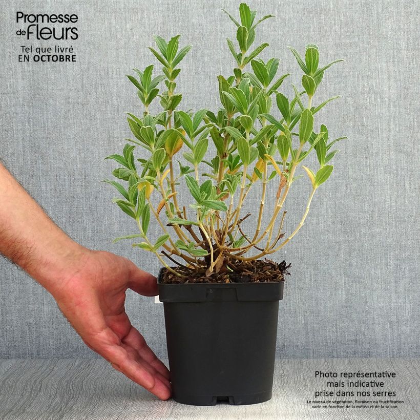 Example of Cistus pulverulentus Sunset - Zistrose Topf mit 2L/3L as you get in automne