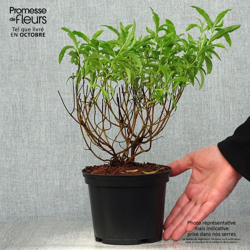 Example of Zistrose Betty Taudevin - Cistus purpureus Topf mit 2L/3L as you get in automne