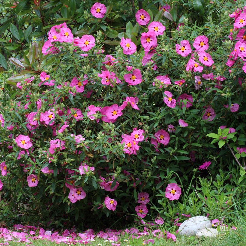 Purpur-Zistrose - Cistus purpureus (Plant habit)