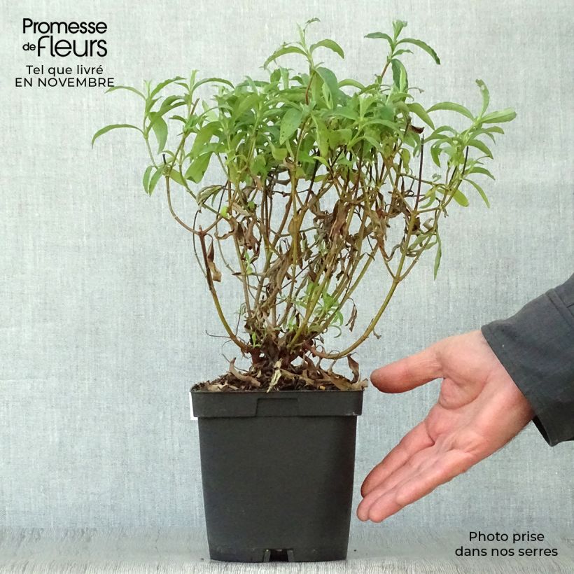 Example of Purpur-Zistrose - Cistus purpureus Topf mit 2L/3L as you get in automne