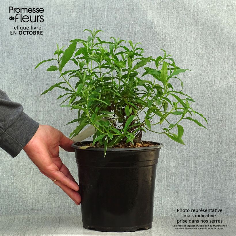 Example of Purpur-Zistrose - Cistus purpureus Topf mit 4L/5L as you get in automne