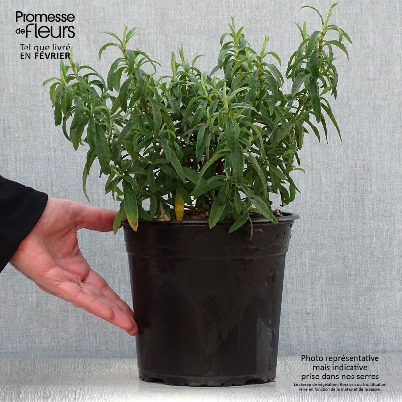 Exemplar von Purpur-Zistrose - Cistus purpureus Topf mit 4L/5L wie im Winter geliefert