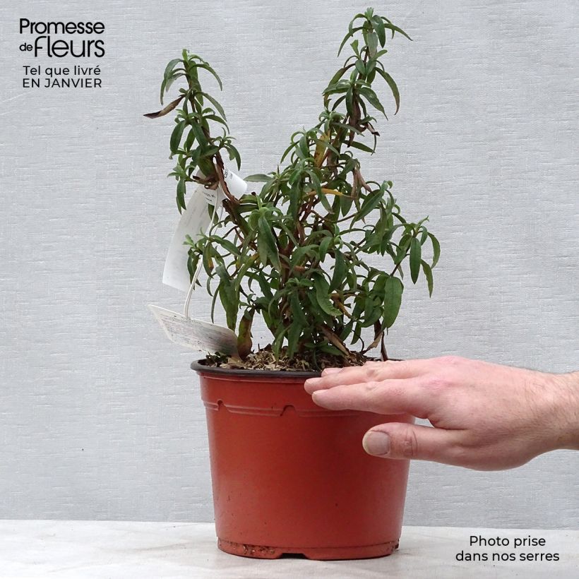 Exemplar von Purpur-Zistrose - Cistus purpureus Topf mit 2L/3L wie im Winter geliefert