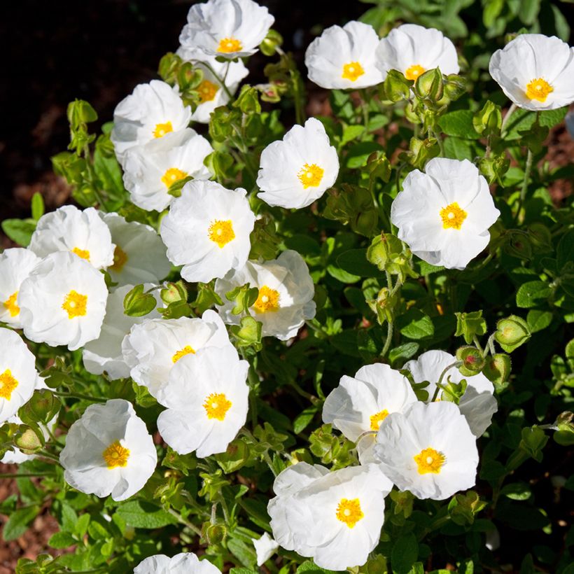 Salbeiblättrige Zistrose - Cistus salviifolius (Plant habit)