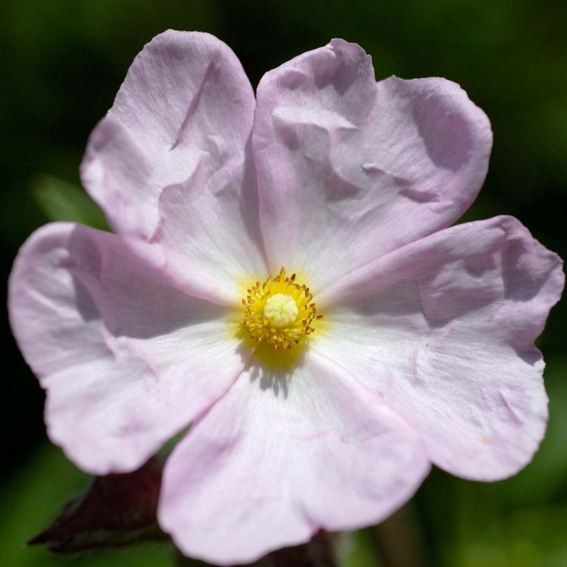 Rosa Zistrose - Cistus skanbergii (Flowering)