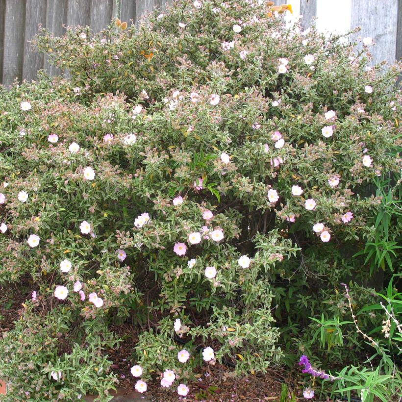 Rosa Zistrose - Cistus skanbergii (Plant habit)