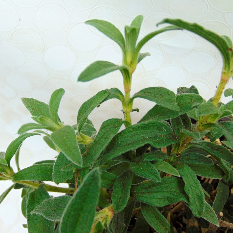 Rosa Zistrose - Cistus skanbergii (Foliage)