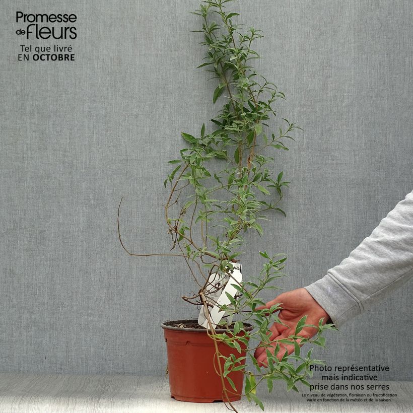 Example of Rosa Zistrose - Cistus skanbergii Topf mit 2L/3L as you get in automne