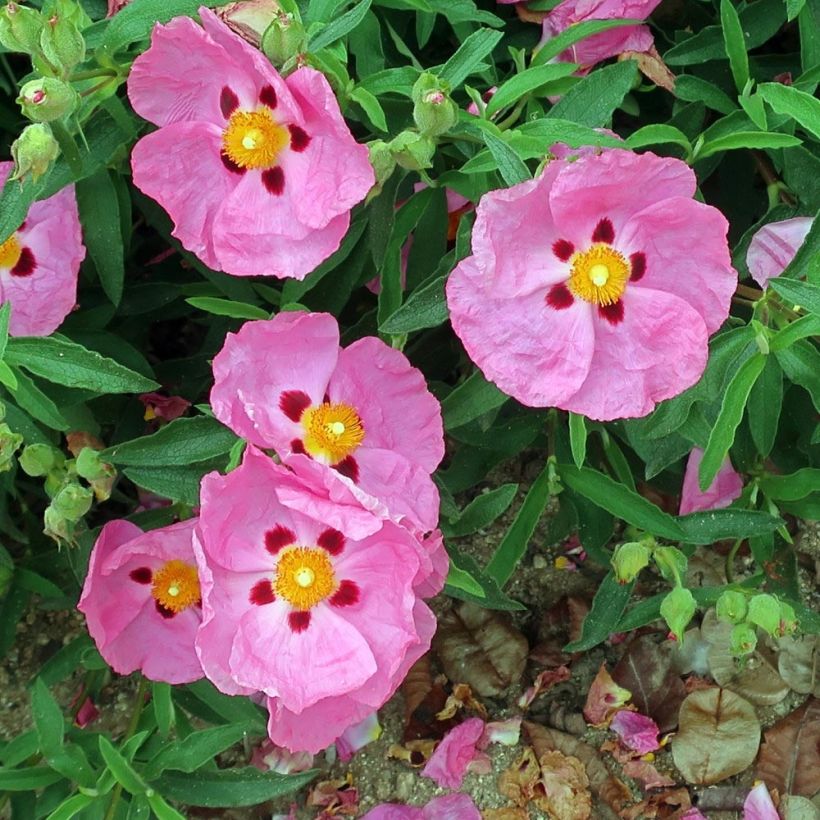 Zistrose Betty Taudevin - Cistus purpureus (Flowering)
