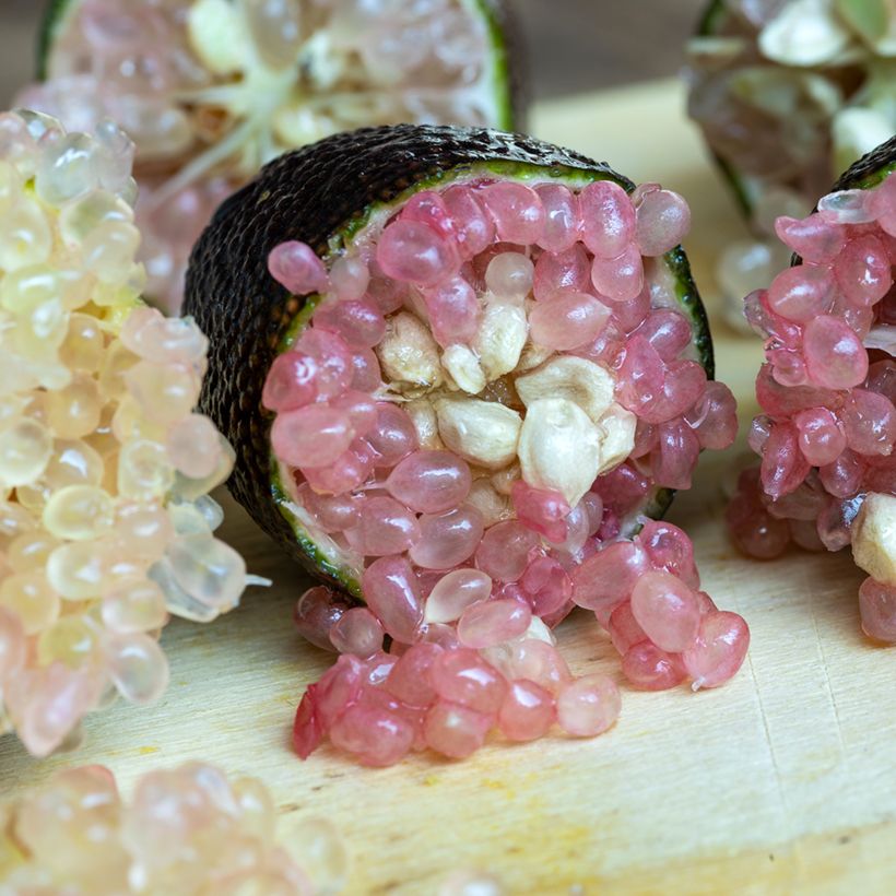 Fingerlimette - Microcitrus australasica Rose (Ernte)