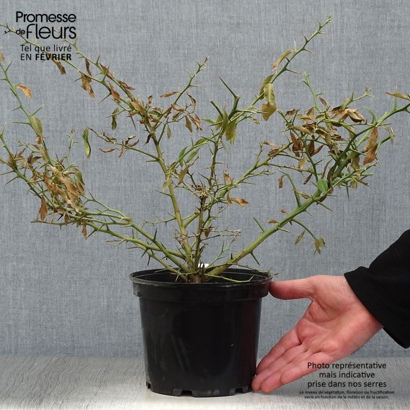 Exemplar von Fingerlimette - Microcitrus australasica Topf mit 2L/3L, Strauch/Busch, mehrstämmig wie im Winter geliefert