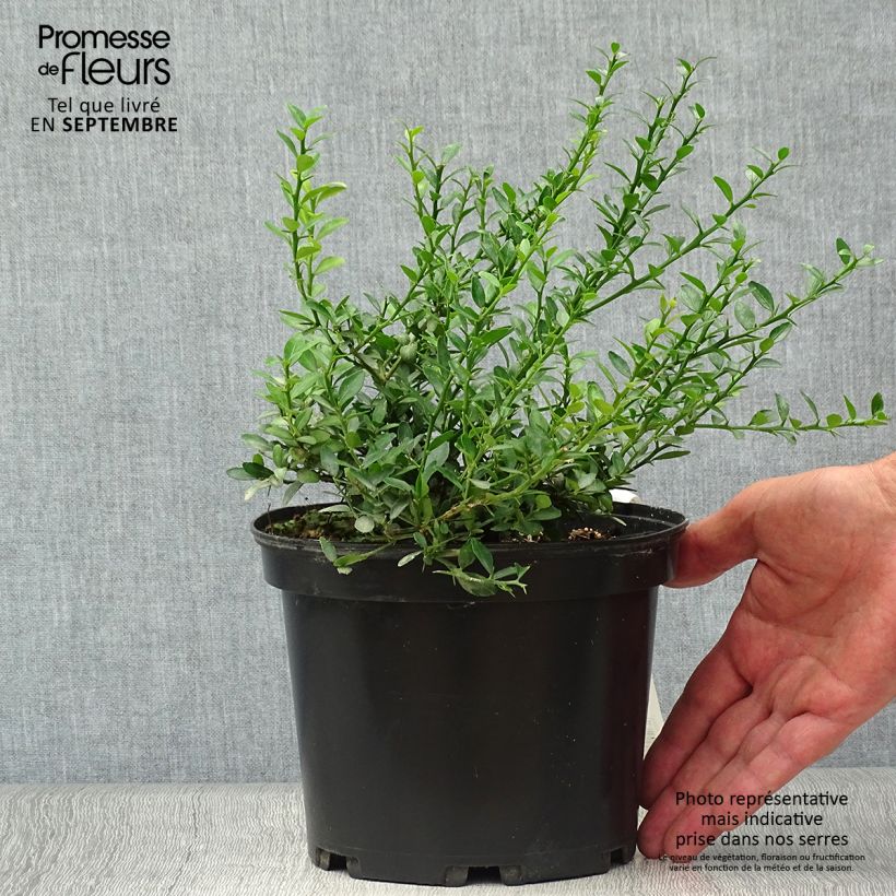 Example of Fingerlimette - Microcitrus australasica Topf mit 2L/3L, Strauch/Busch, mehrstämmig as you get in automne