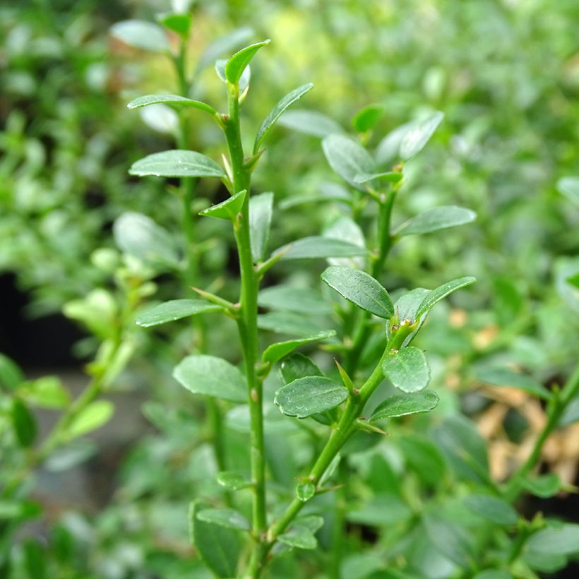 Fingerlimette - Microcitrus australasica (Foliage)