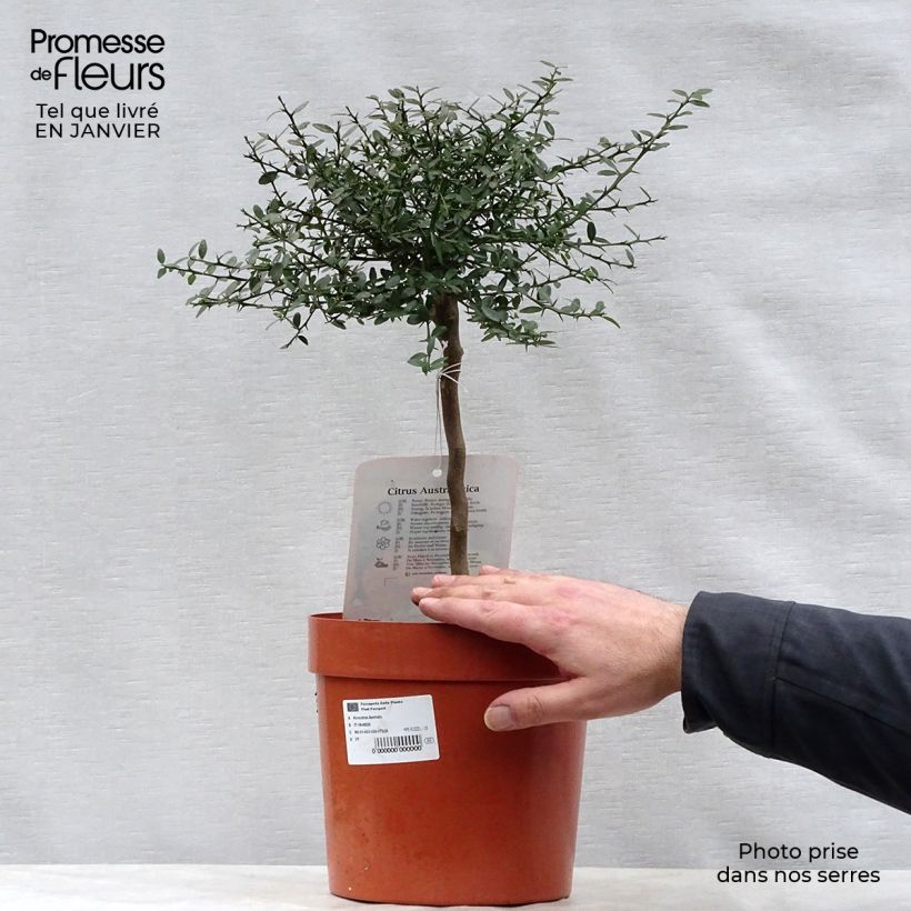 Exemplar von Fingerlimette - Microcitrus australasica Topf mit 4L/5L, 1/4 Stängel wie im Winter geliefert