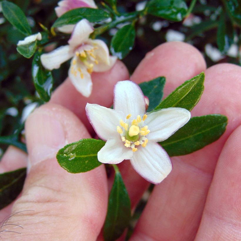 Fingerlimette Red Crystal - Microcitrus australasica (Flowering)