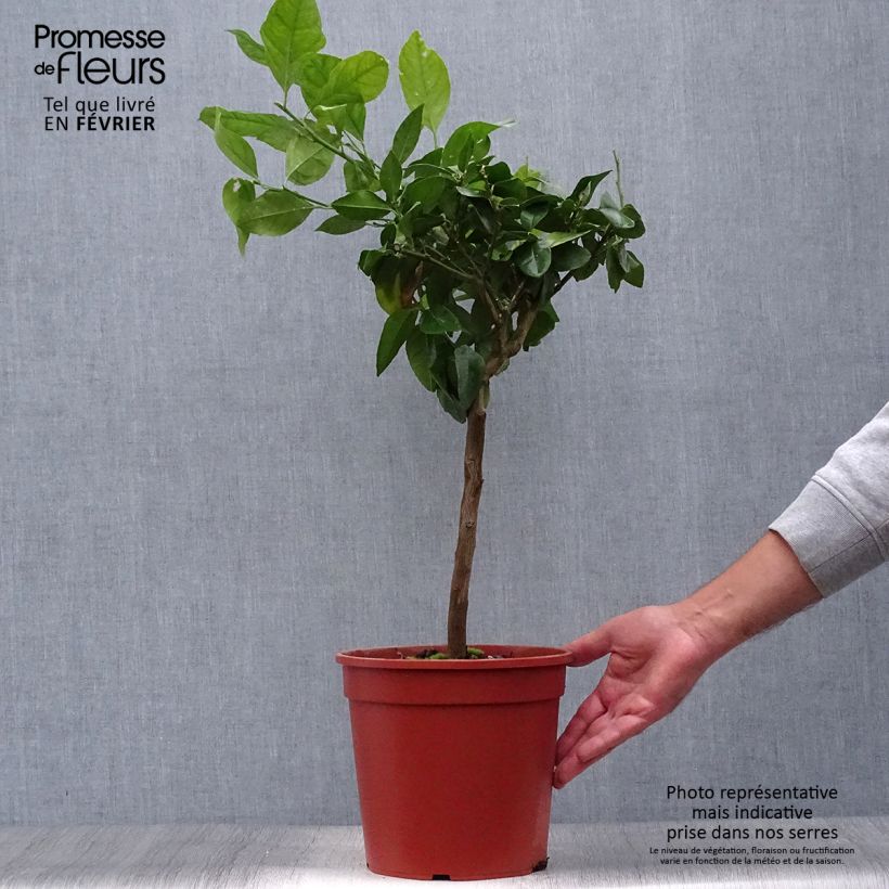 Example of Hybride Zitrone - Citrus x volkameriana Topf mit 4L/5L, 1/4 Stängel as you get in automne