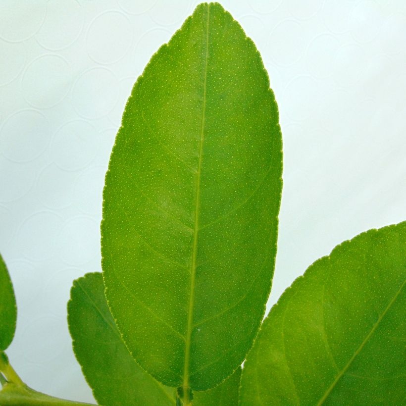 Echte Limette - Citrus x aurantiifolia (Foliage)