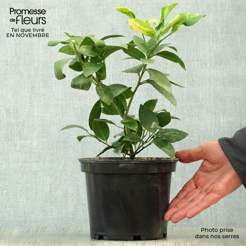 Example of Echte Limette Mexicana - Citrus x aurantiifolia Topf mit 2L/3L as you get in automne