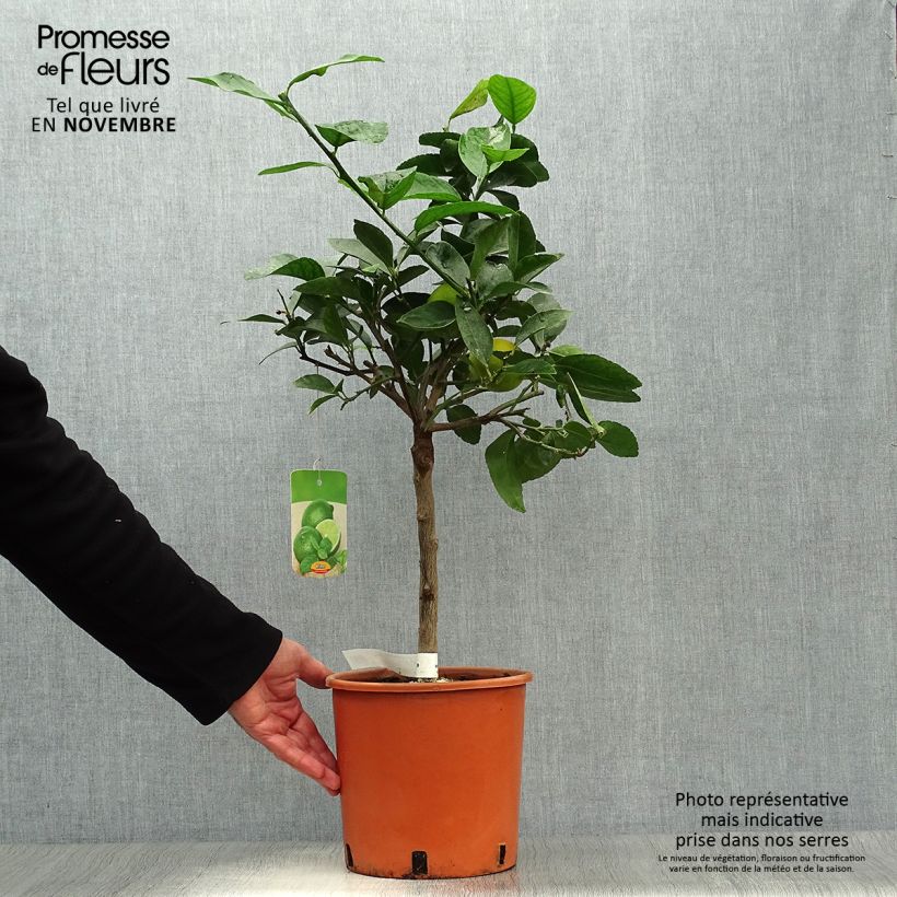 Example of Echte Limette - Citrus x aurantiifolia Topf mit 4L/5L, 1/4 Stängel as you get in automne