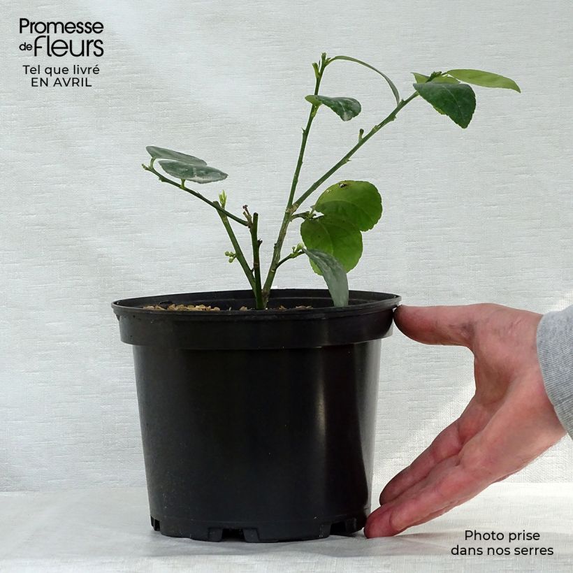 Exemplar von Echte Limette Mexicana - Citrus x aurantiifolia Topf mit 2L/3L wie im Frühjahr geliefert
