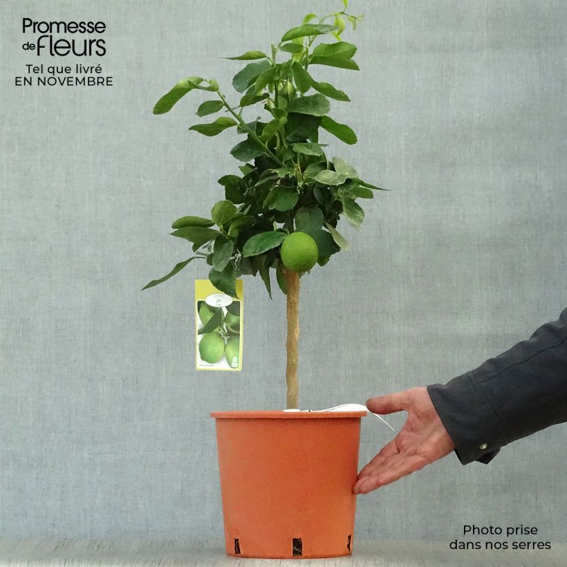 Example of Echte Limette Red Lime - Citrus x aurantiifolia Topf mit 4L/5L, 1/4 Stängel as you get in automne